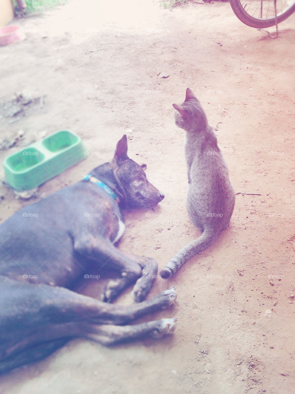 Good friend, cat and dog. 