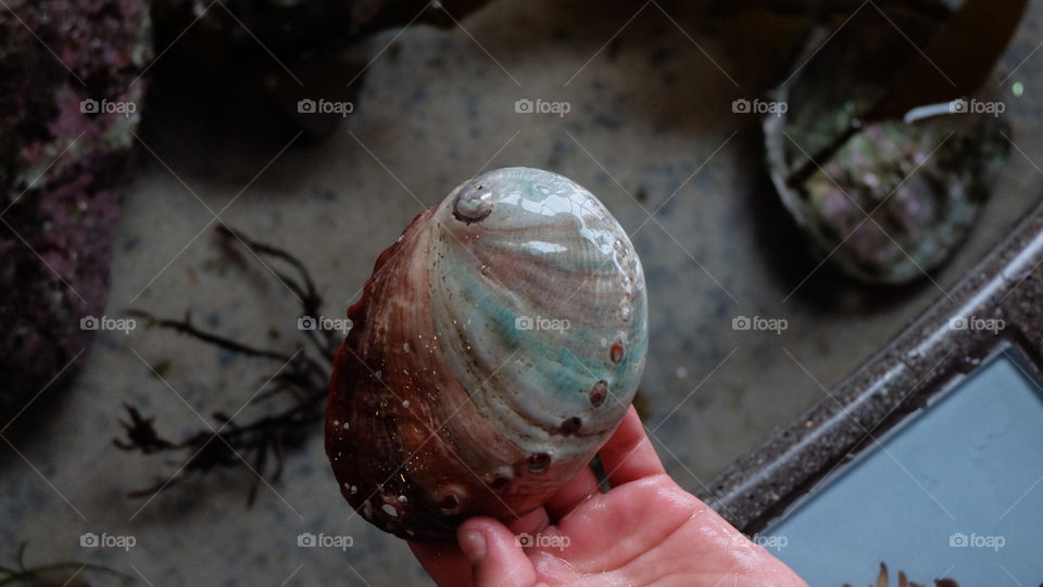 Person's holding seashell in hand