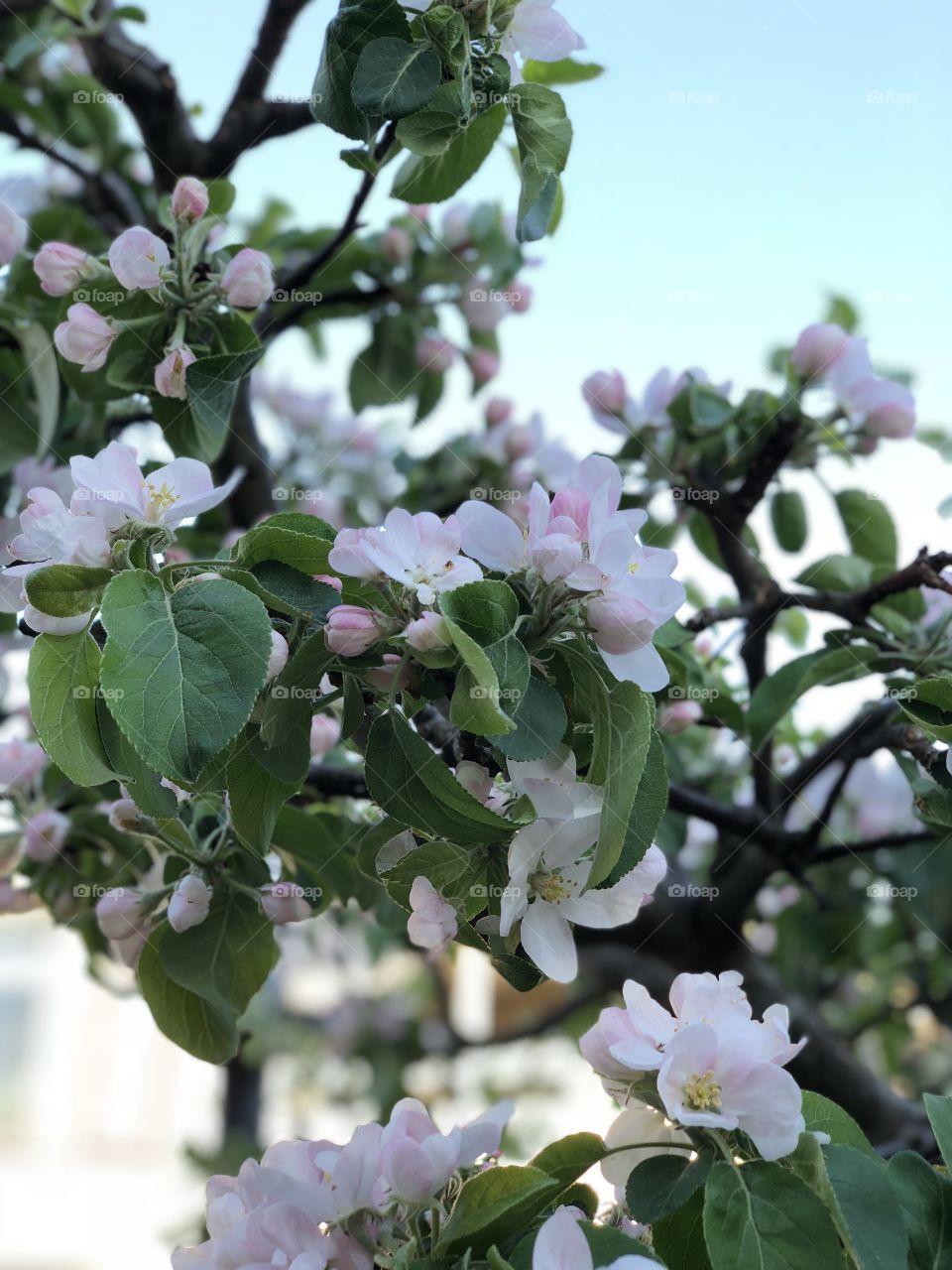 Apple blossom 