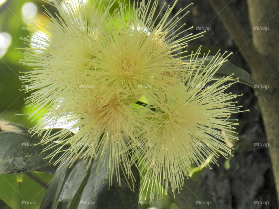 Flower of watery jamun