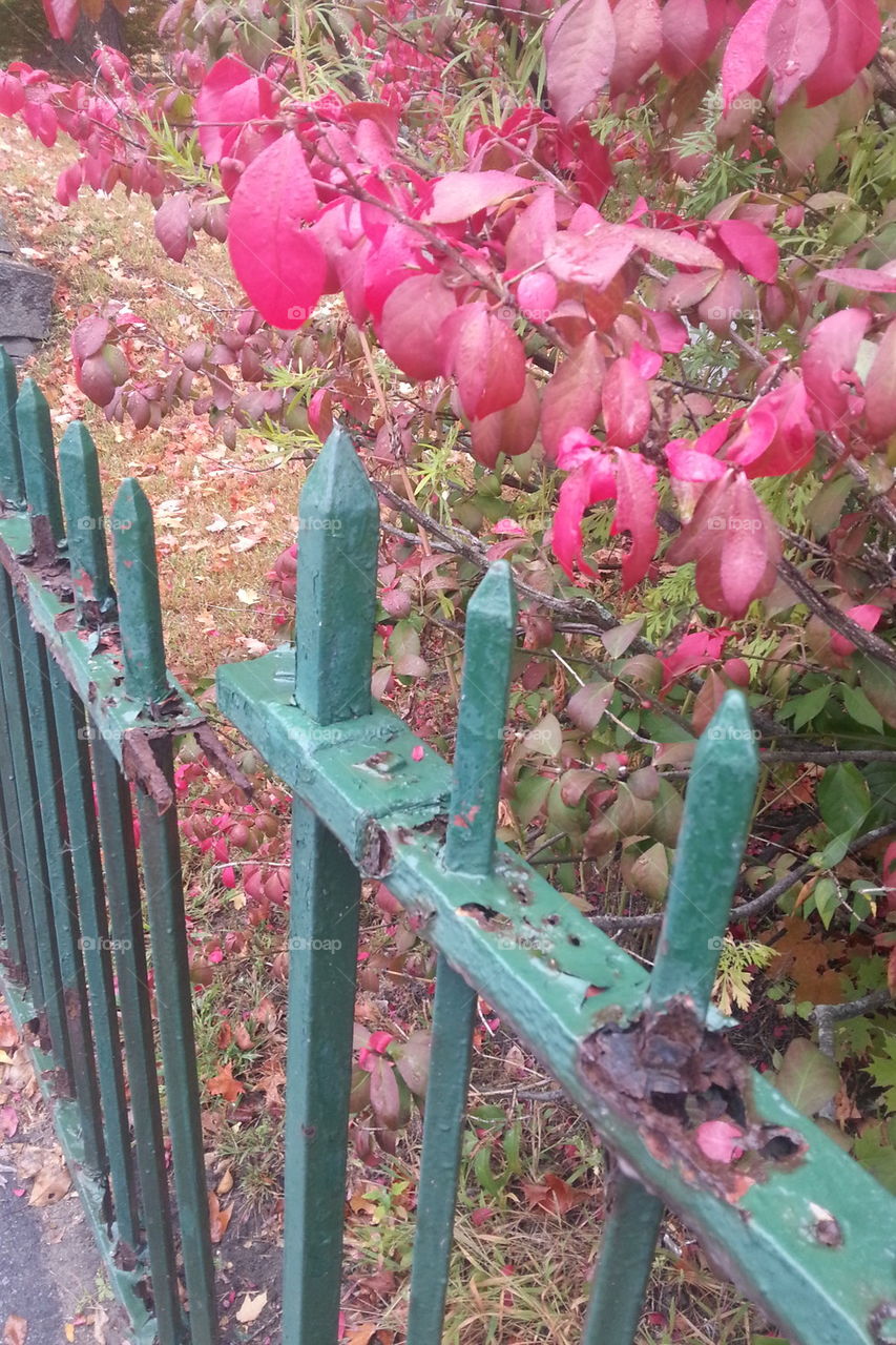 green. gate