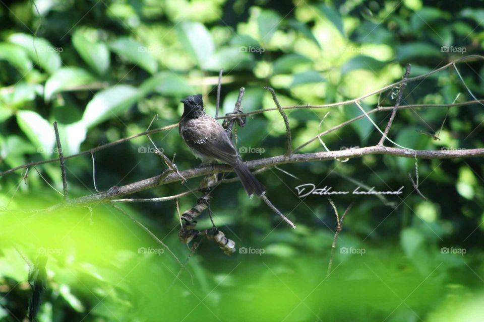 Red vented bulbul bird
short on canon EOS 1300d