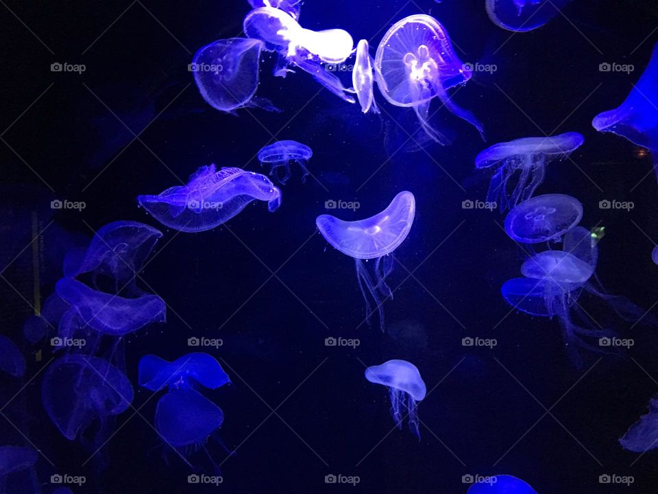 Purple jellyfish in dark tank