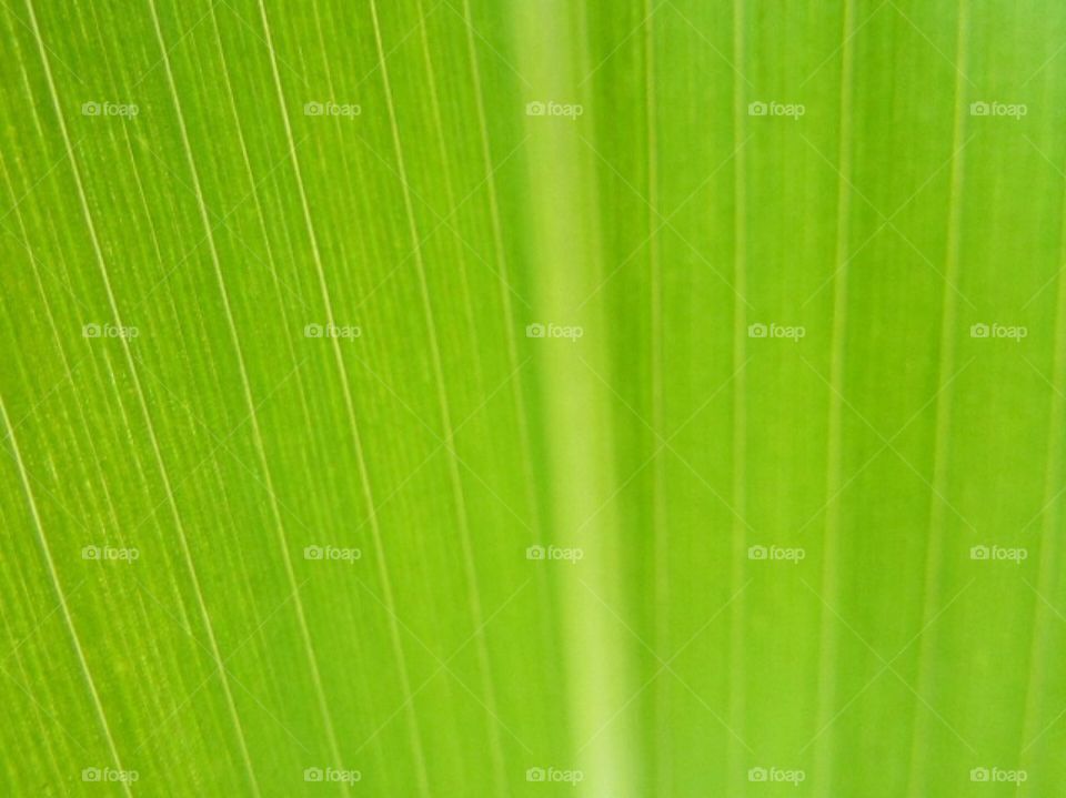 Greenery, green,plants,botany ,color,texture