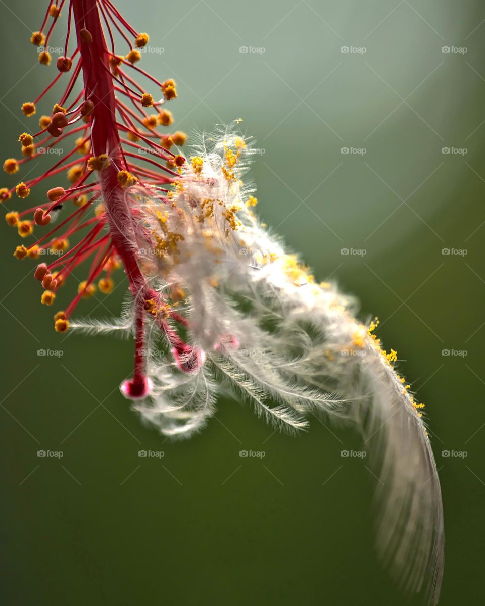 The unconditional love between a hibiscus flower and abanded feather