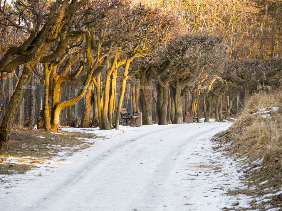 winter path