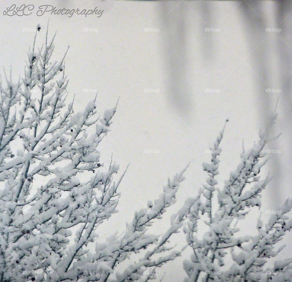 Winter Viewed From a Window