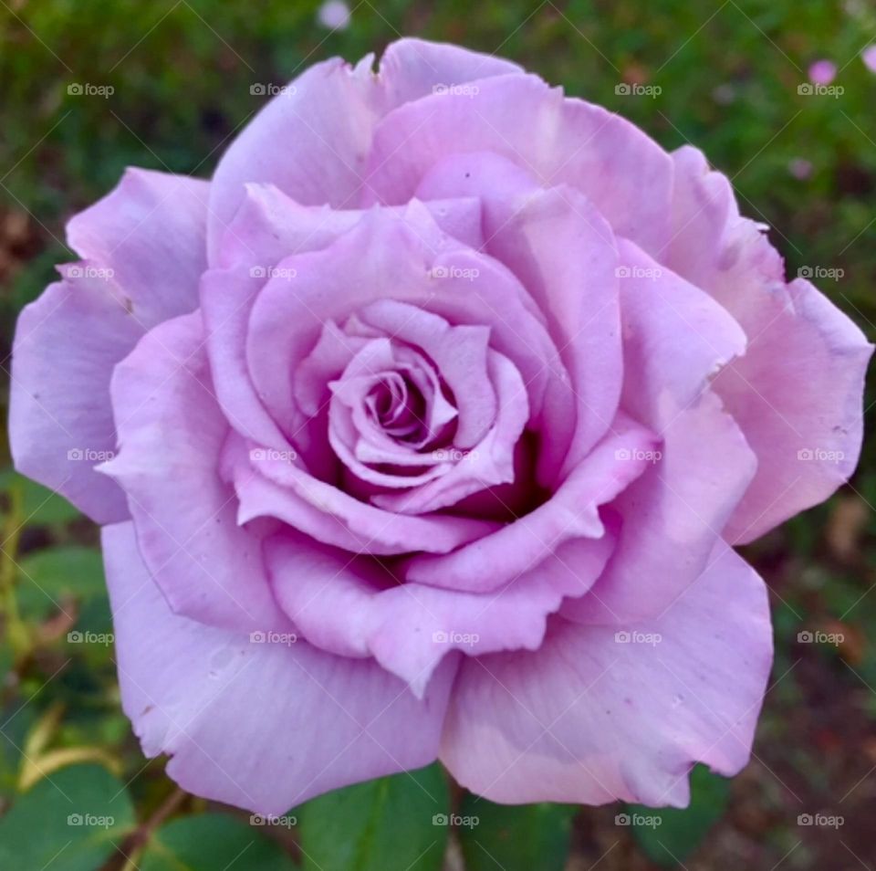 🌹 🇺🇸 Very beautiful flowers to brighten our day.  Live nature and its beauty. Did you like the delicate petals? / 🇧🇷 Flores muito bonitas para alegrar nosso dia. Viva a natureza e sua beleza. Gostaram das pétalas delicadas? 