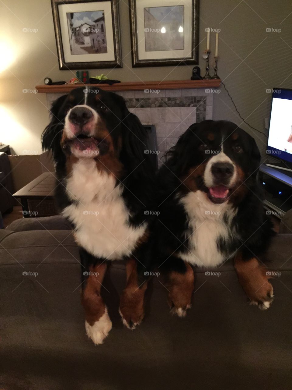 Two berners are better than one and they rule the couch by being their loveable cuddly selves!