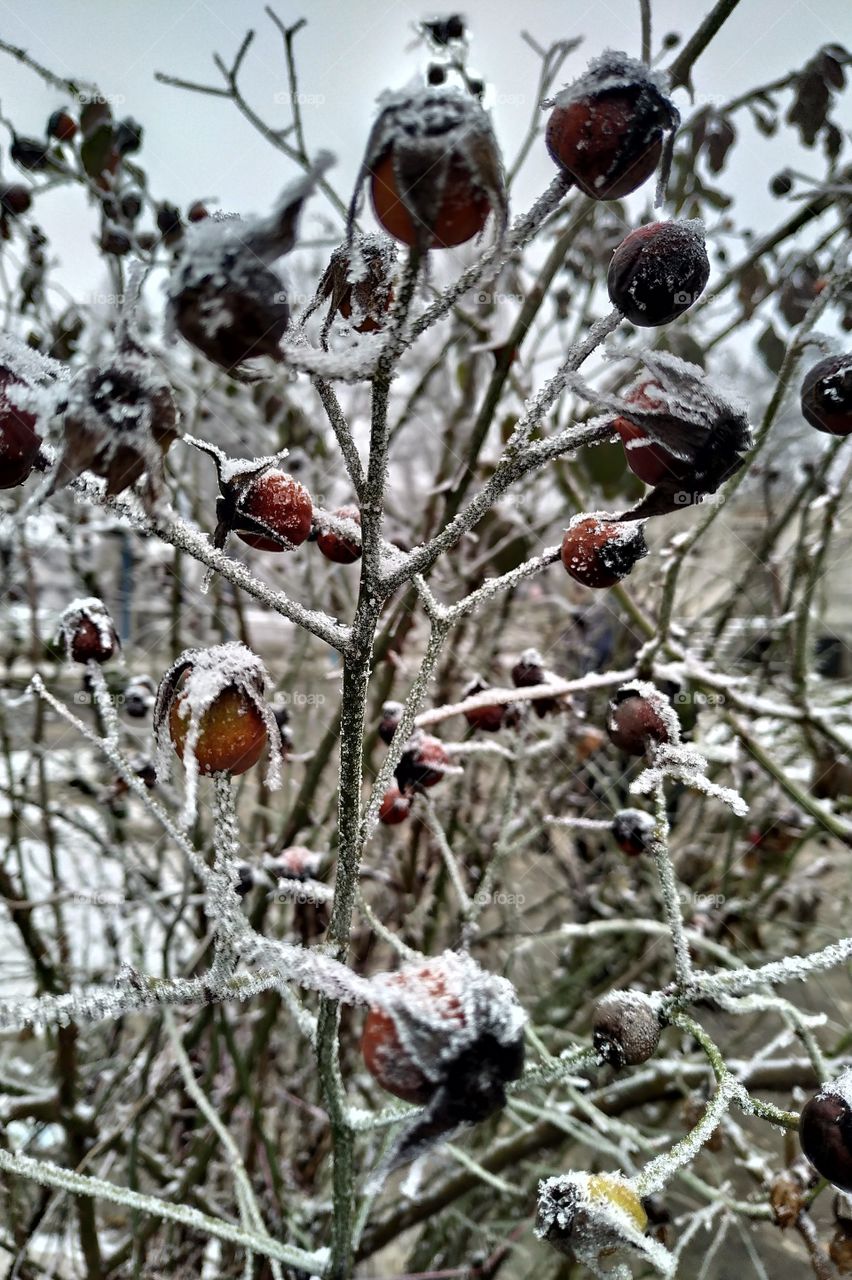 snowy rosehip bush