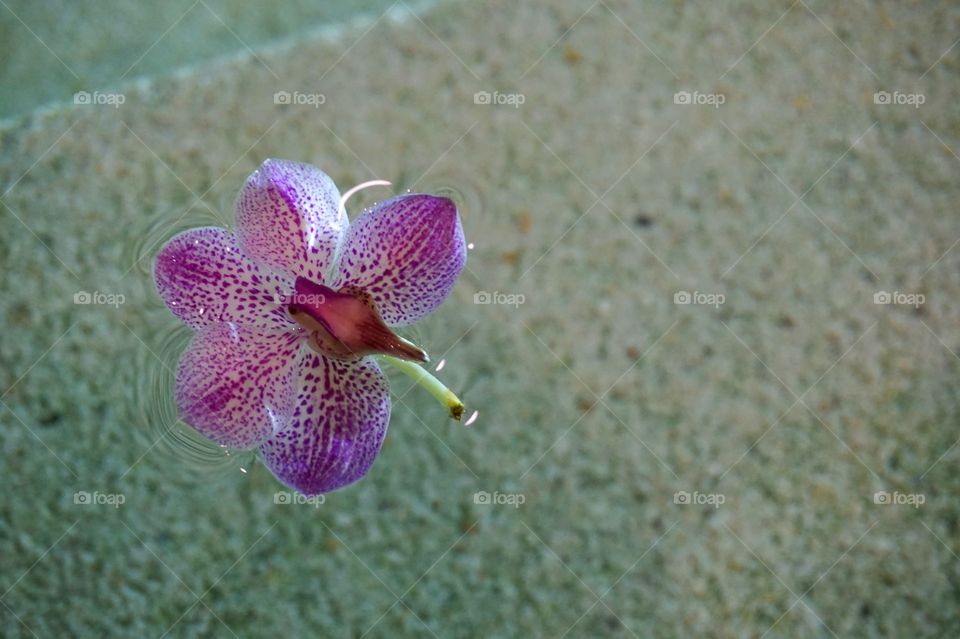 Orchid in water