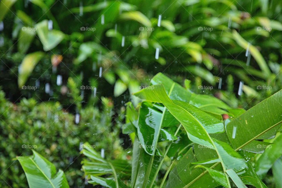 Water drop on banana leaf