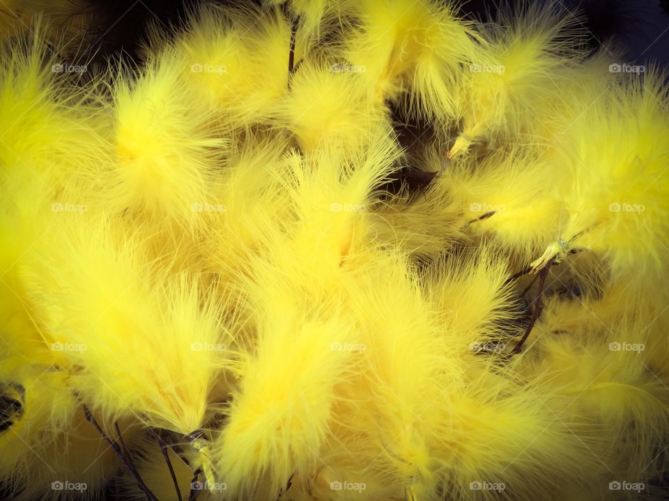 Easter feathers in yellow.