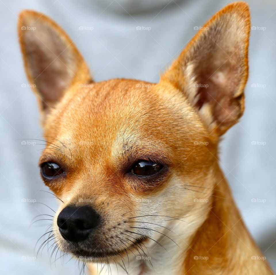 Beautiful yellow colour dog