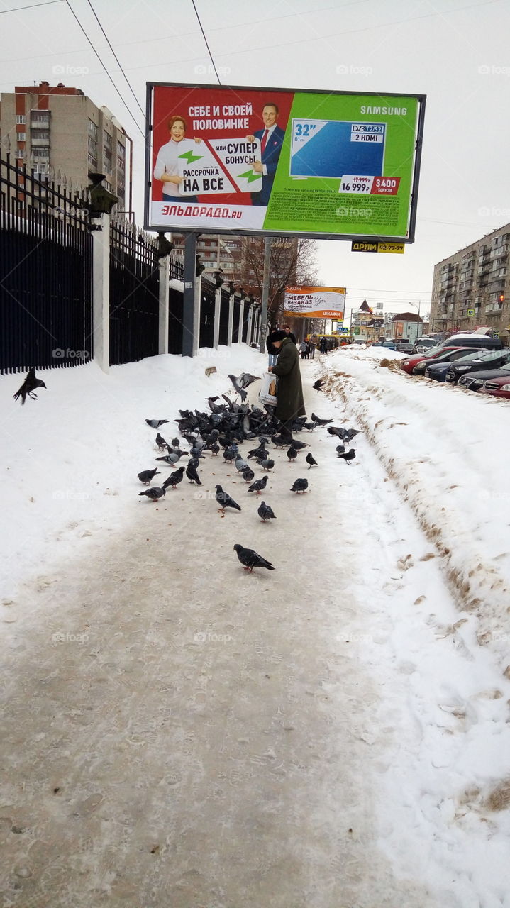 улица.город.птицы.