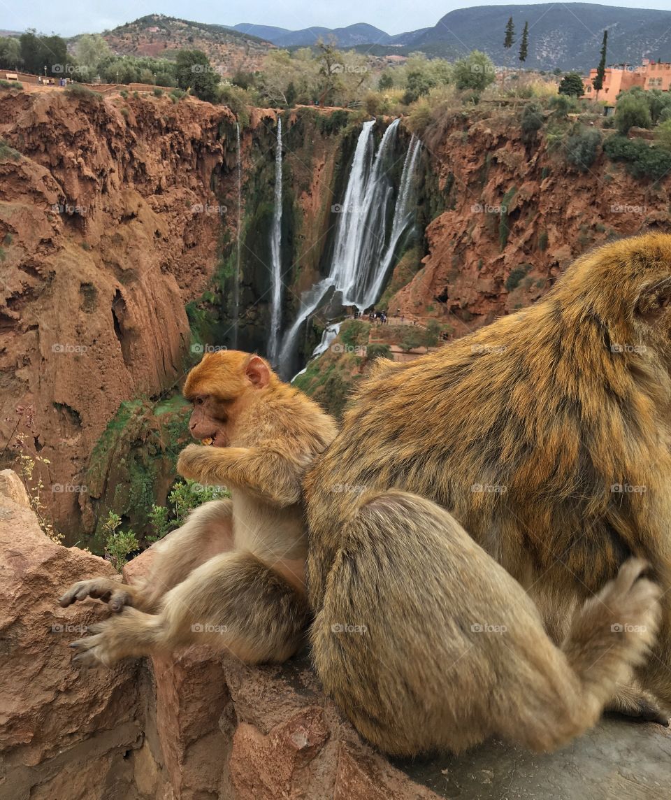 Mammal, No Person, Nature, Two, Travel