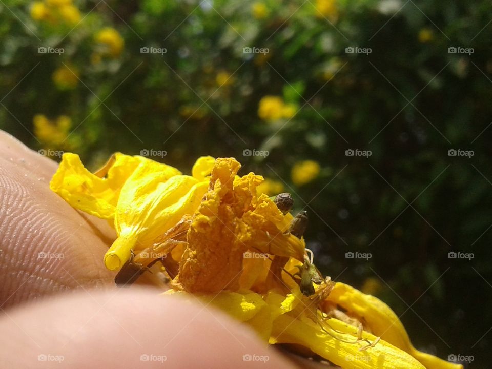 Yellow broken flower in a hand