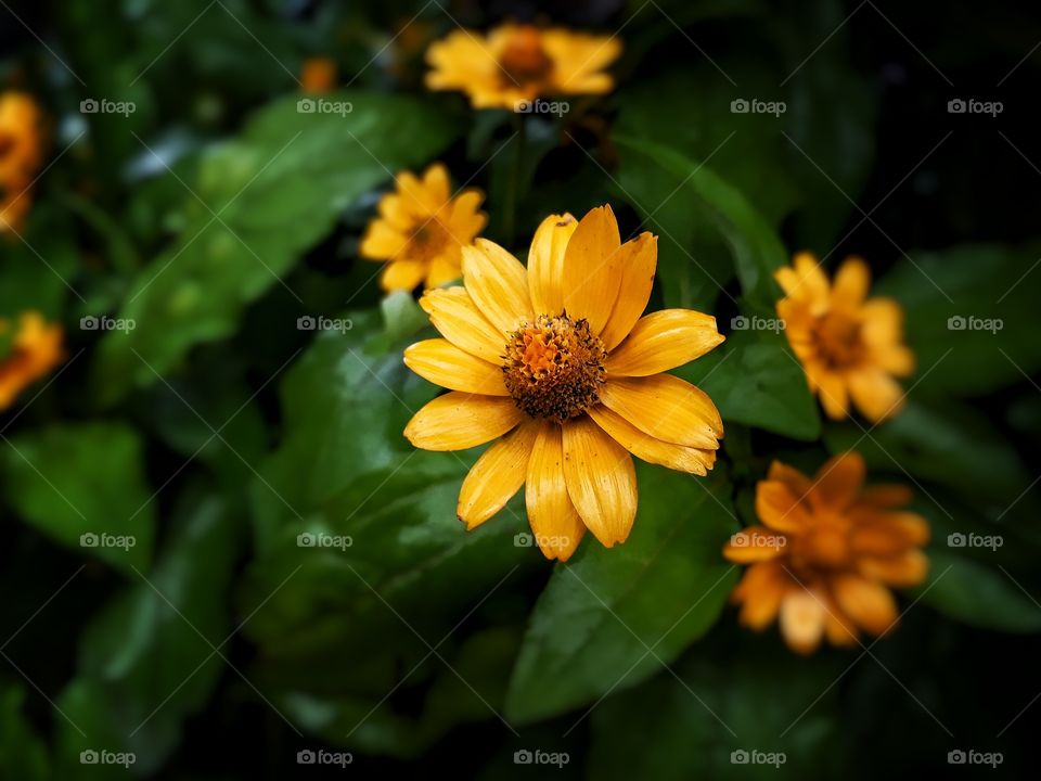 Beautiful yellow flower blooming