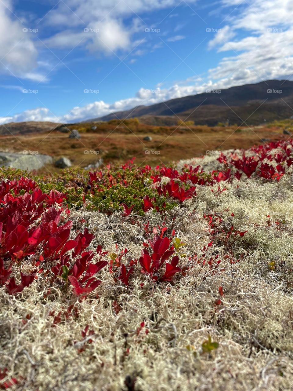 Norwegian fall in the mountains