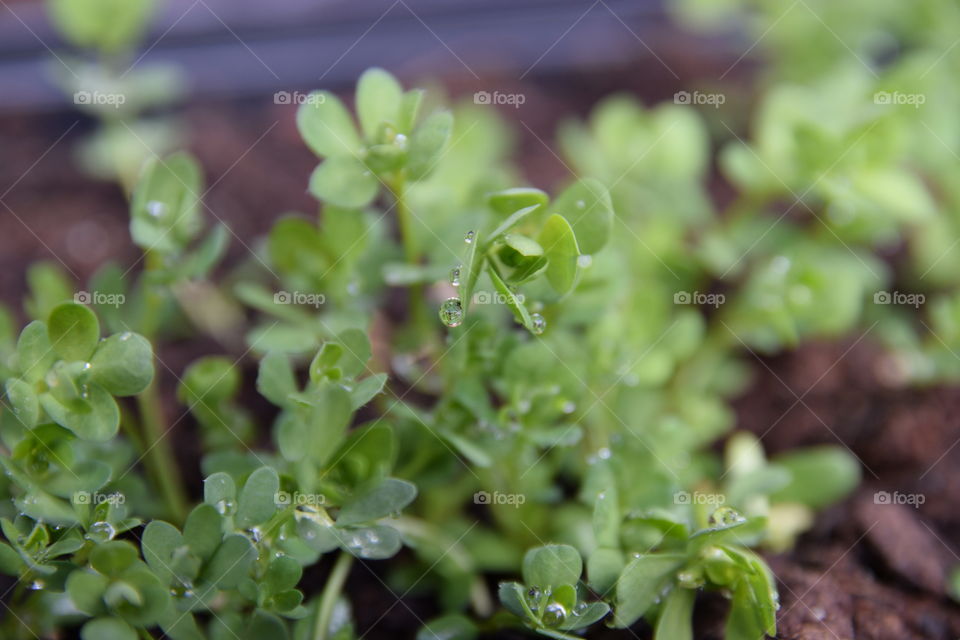 plant with water drops