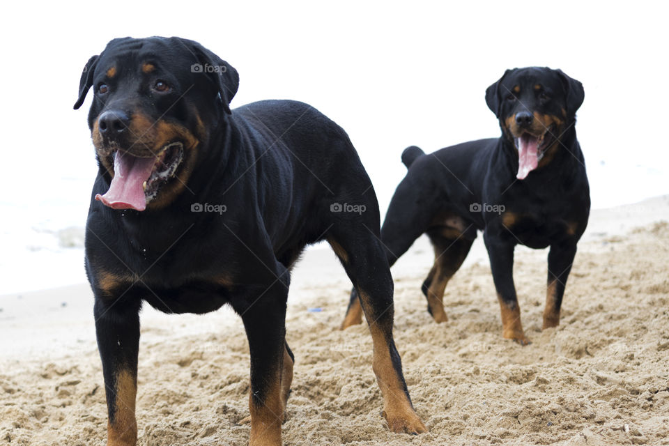 Puppies playing on the beach