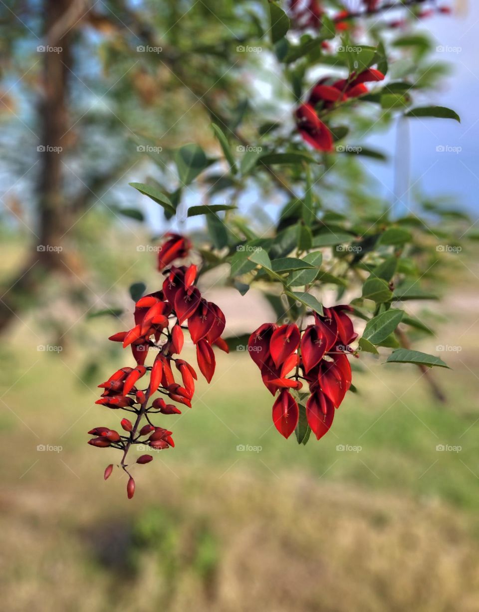 complementary colors