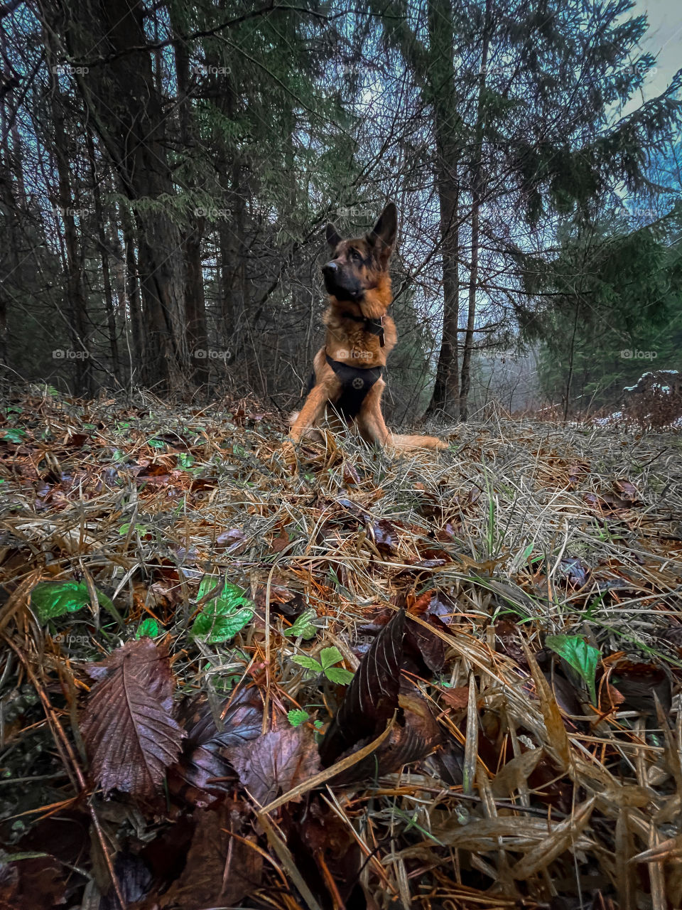 German shepherd dog outdoor portrait at winter cloudy day 