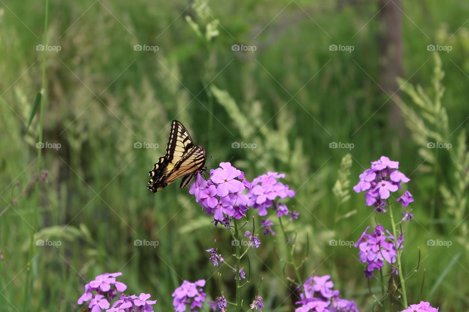 Butterfly on purple flowers.
