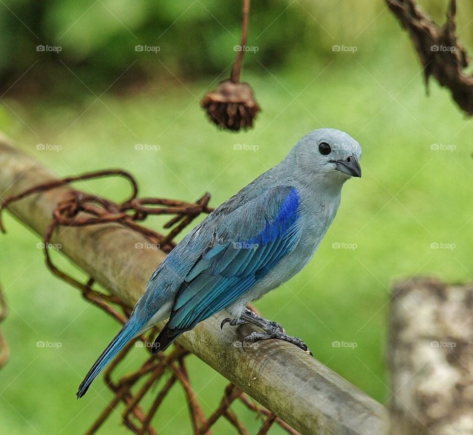 Blue bird