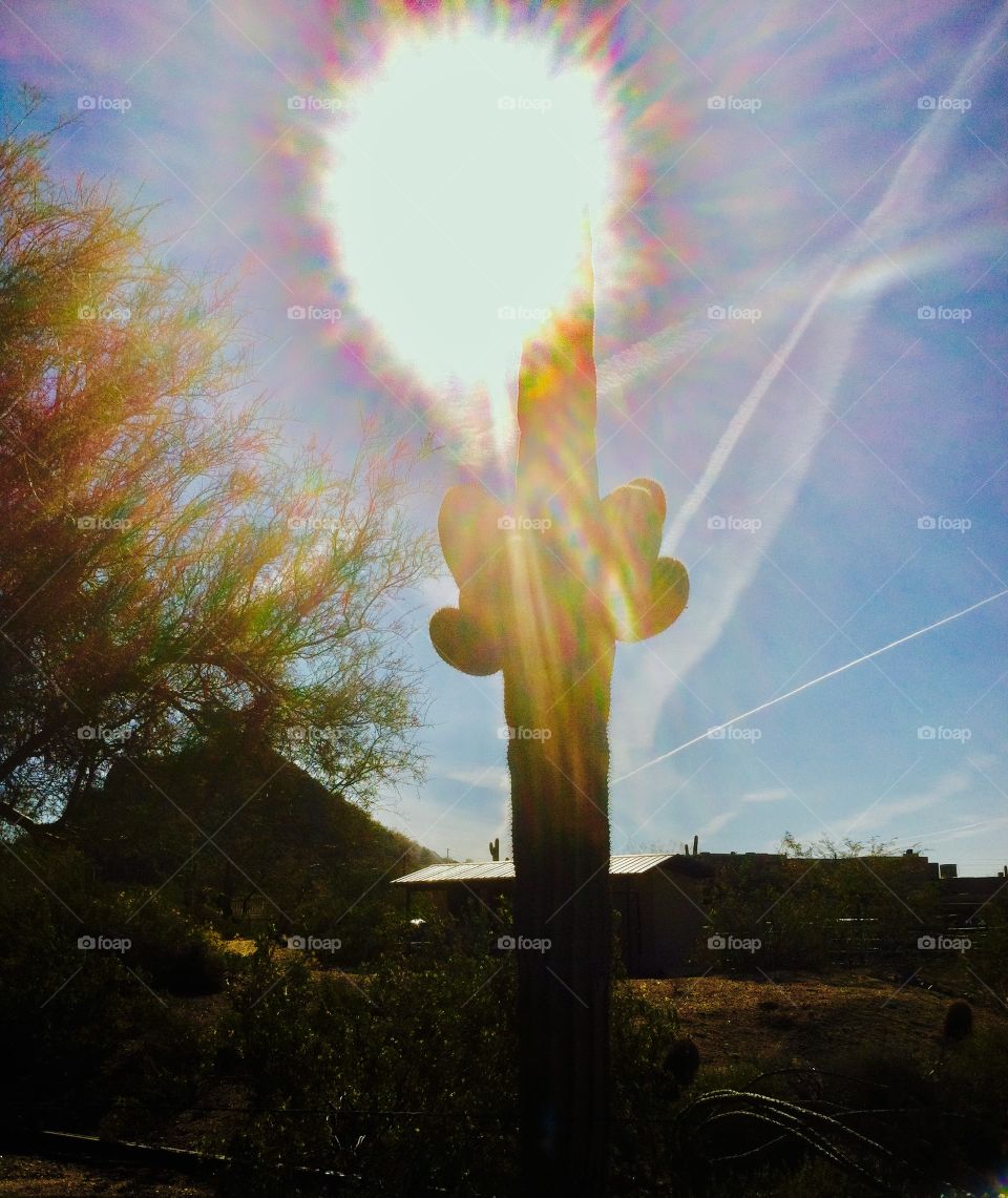 Sunshine over the cactus