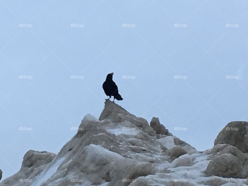 King crow