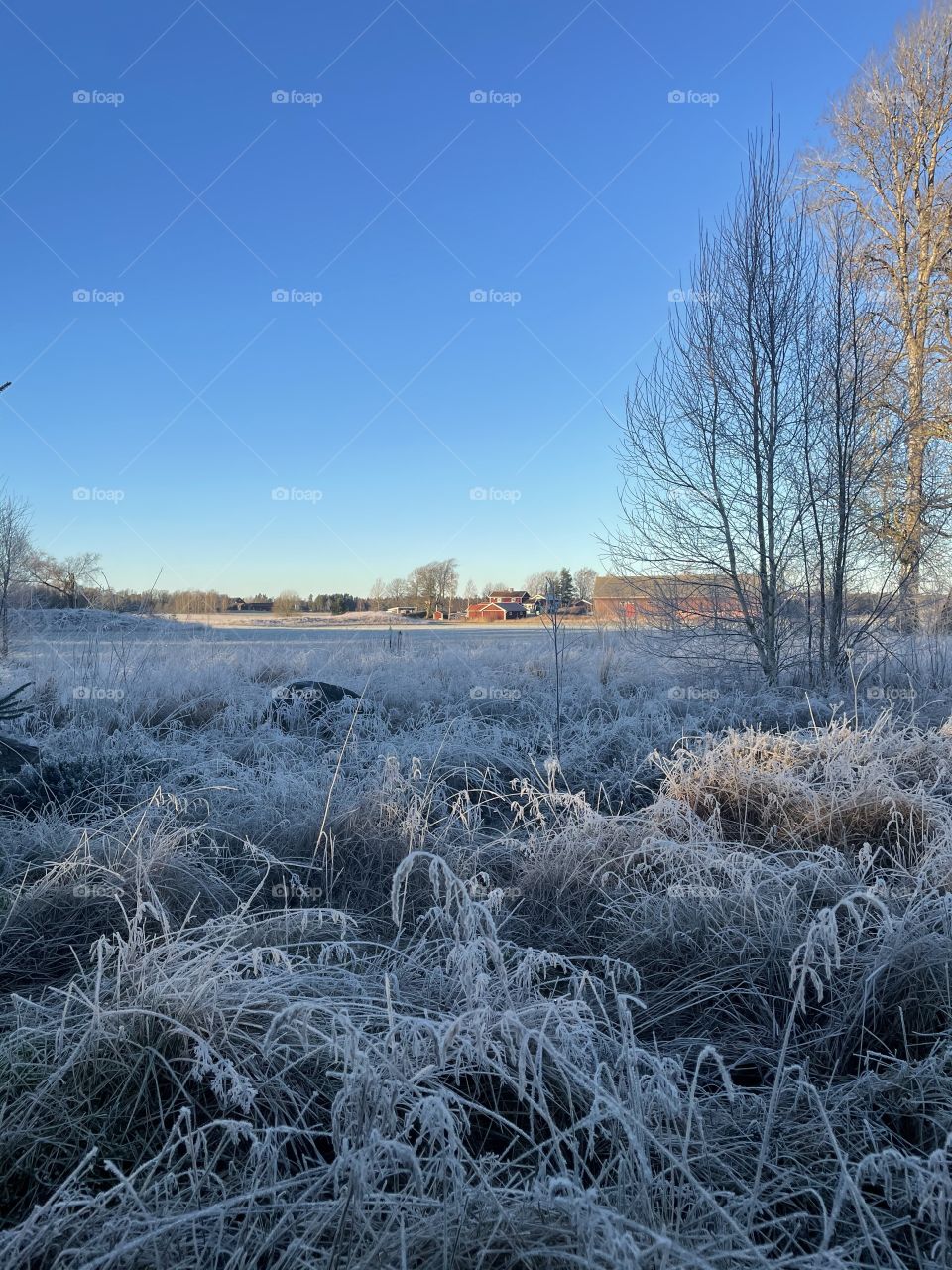 Frostig äng