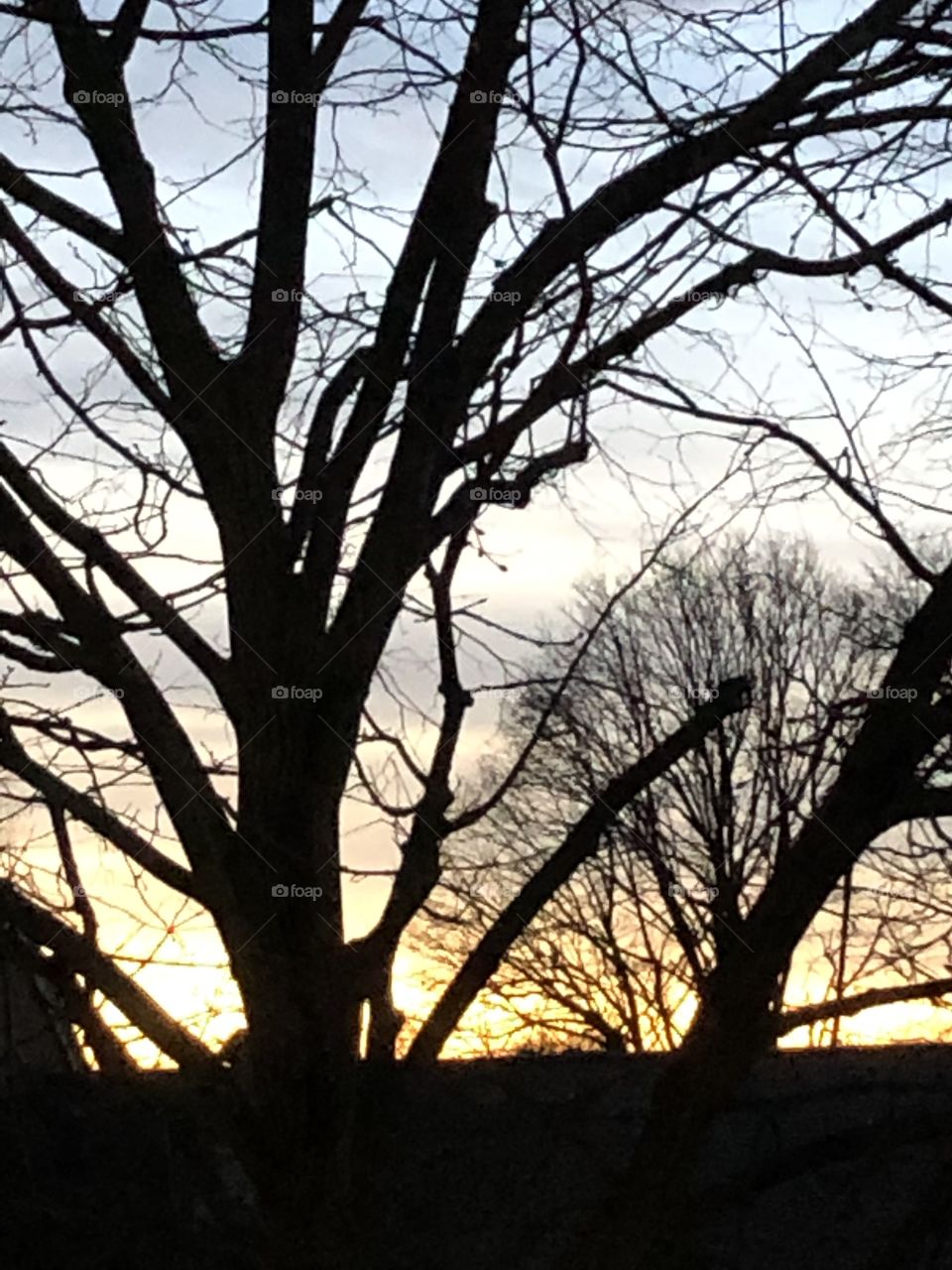 Sunset through the winter trees