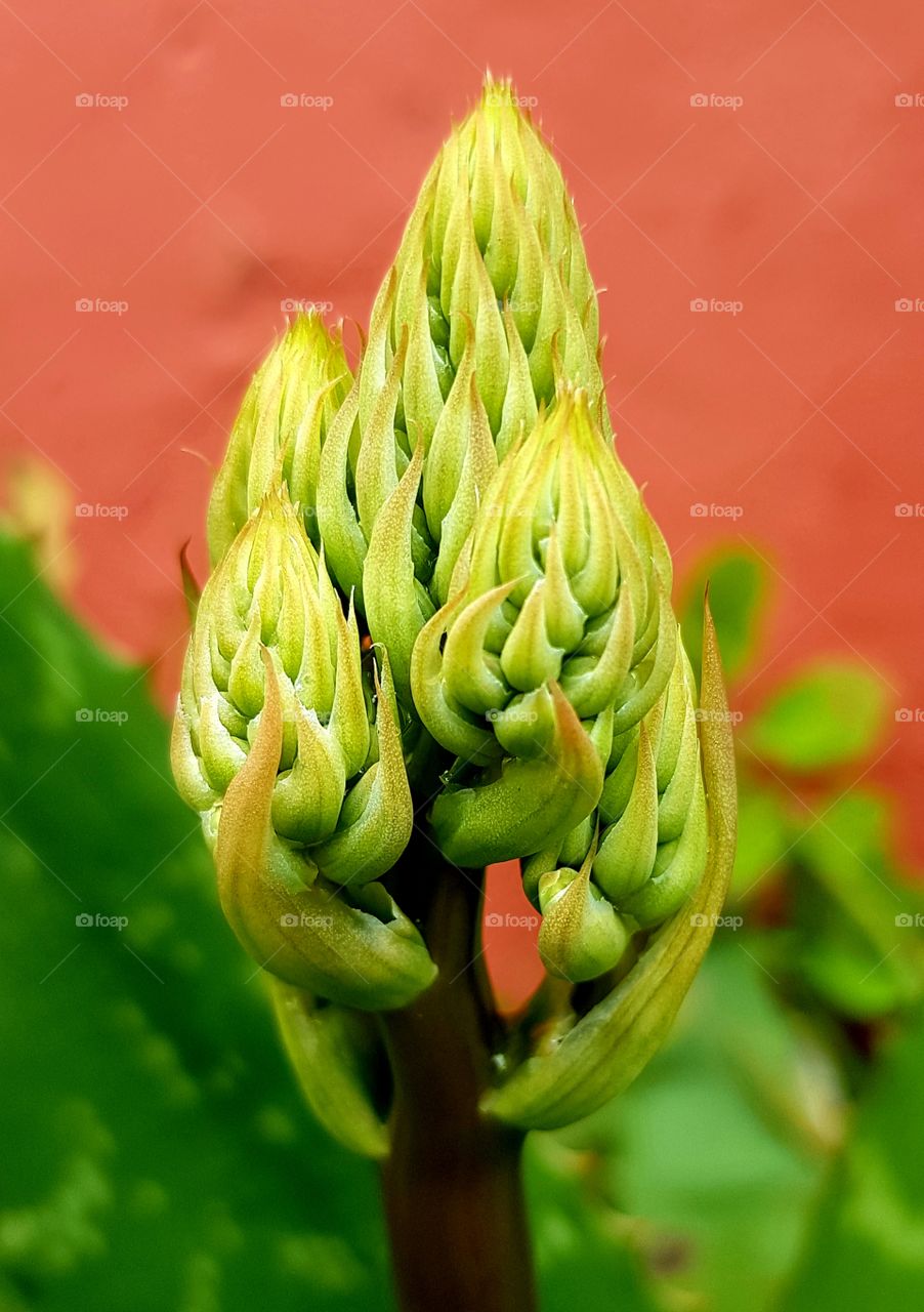 aloe vera  - aloe plant - flower