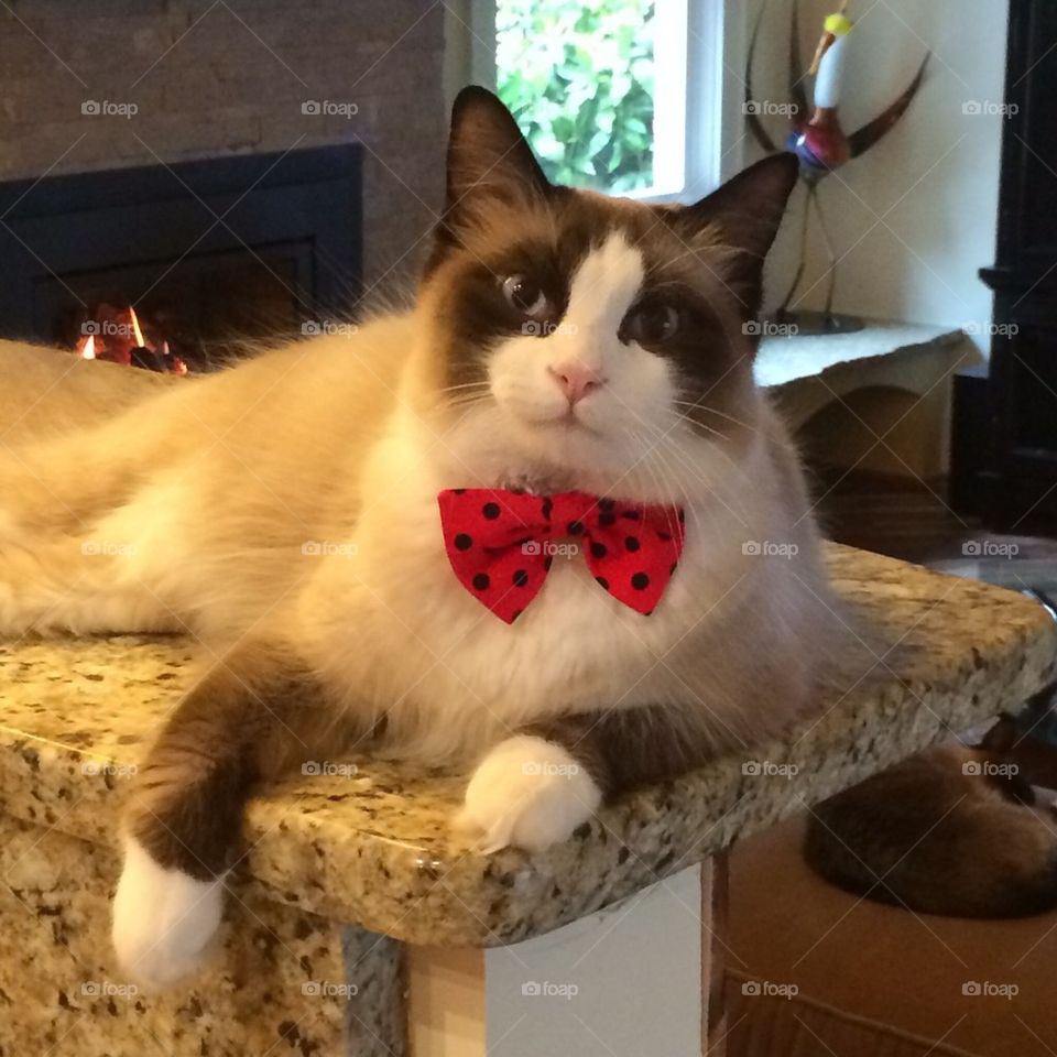 Bow Tie Kitty