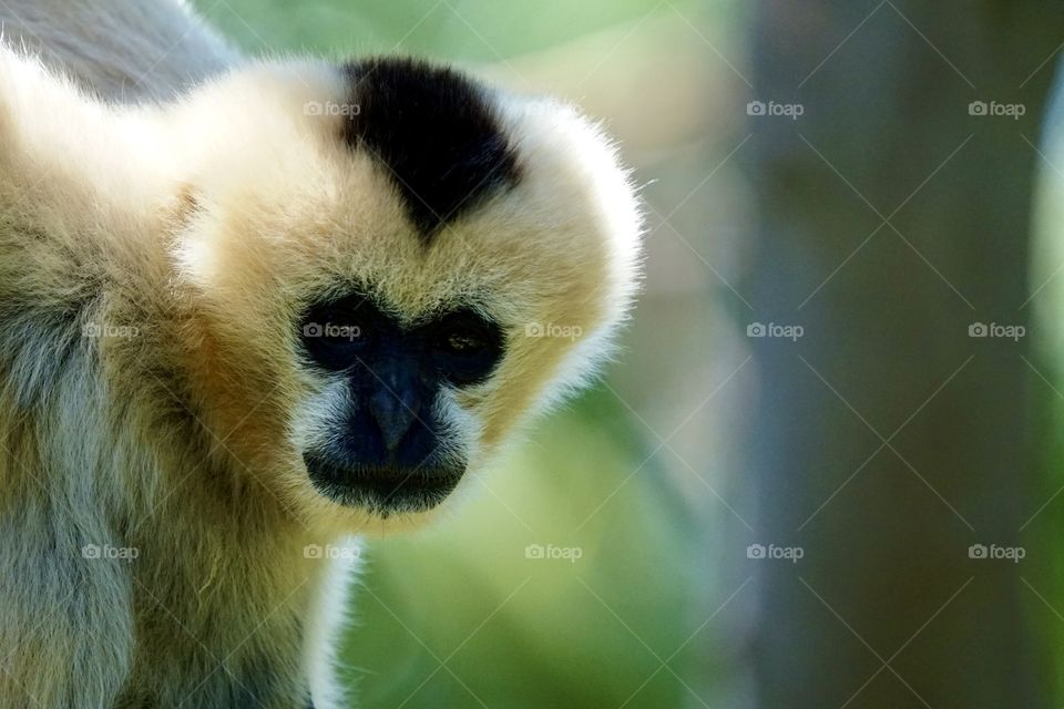 Head shot of a Female White Cheeked Gibbon