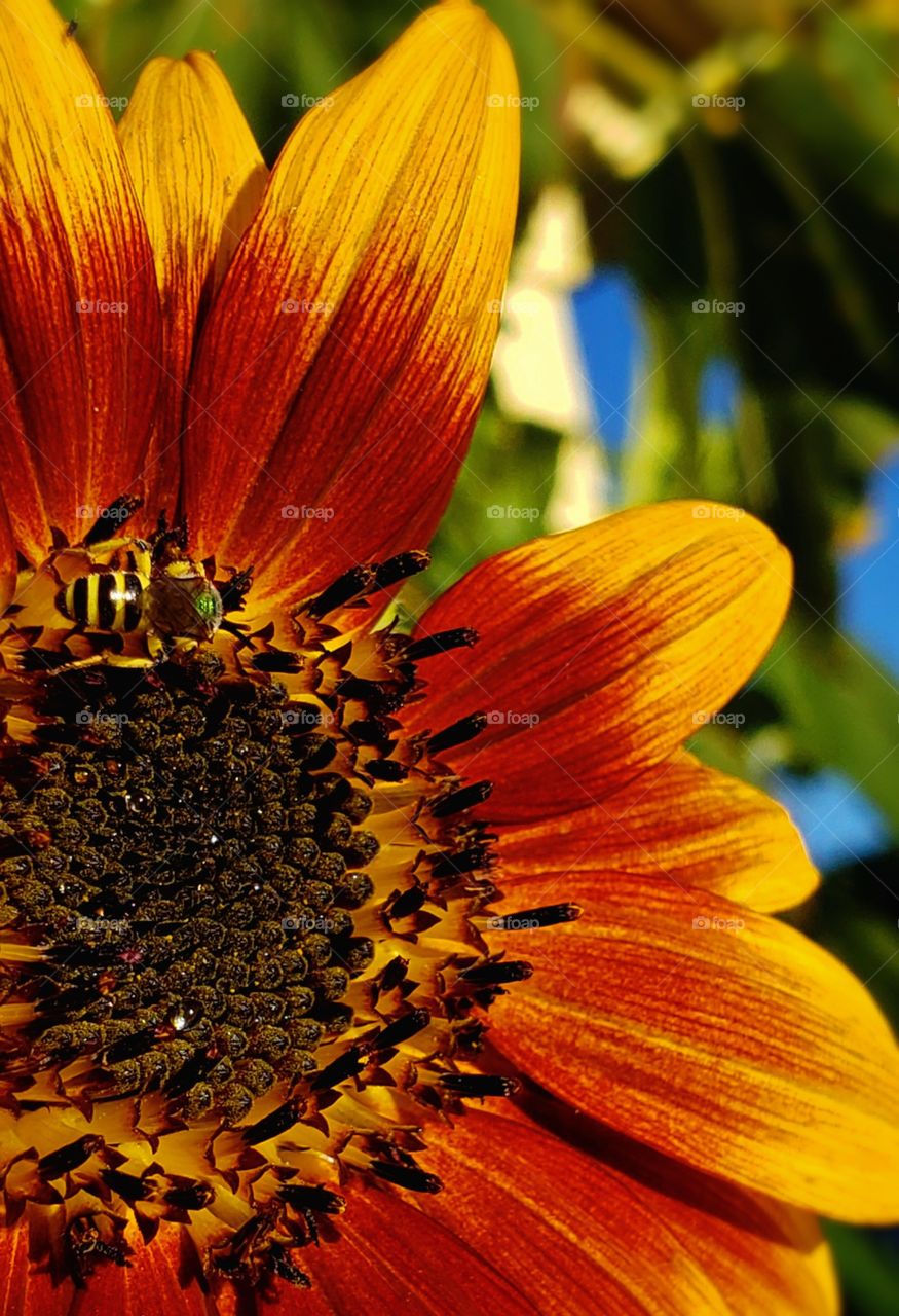 Oregon green sweetbee on heirloom sunflower