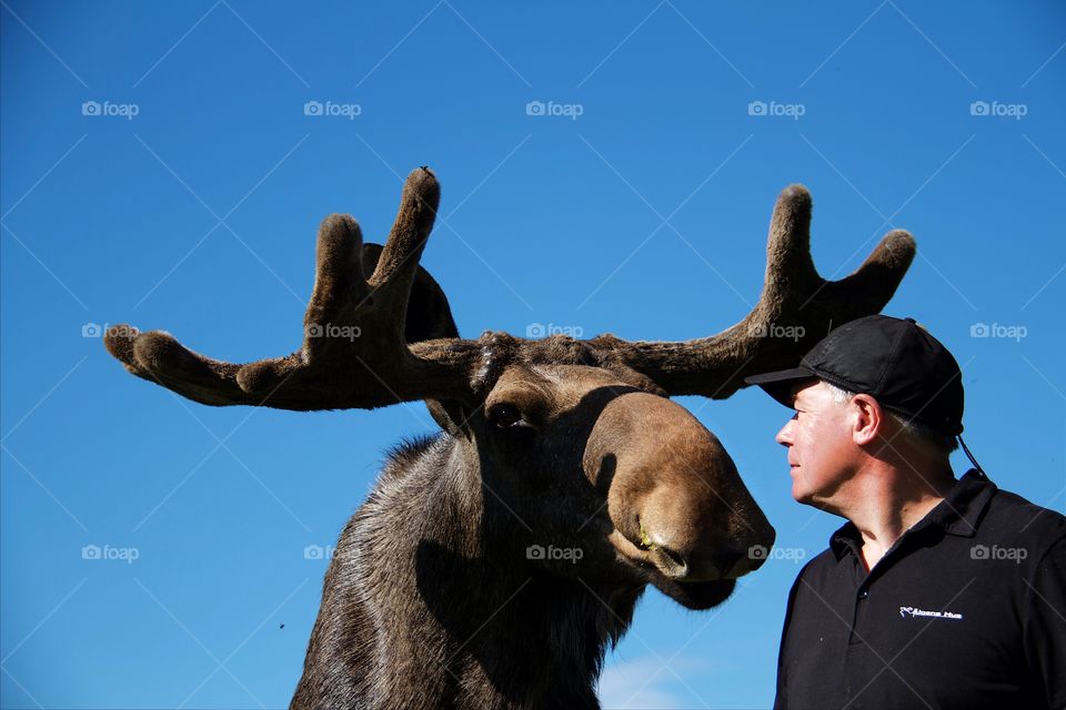 Senior man looking at moose against clear sky