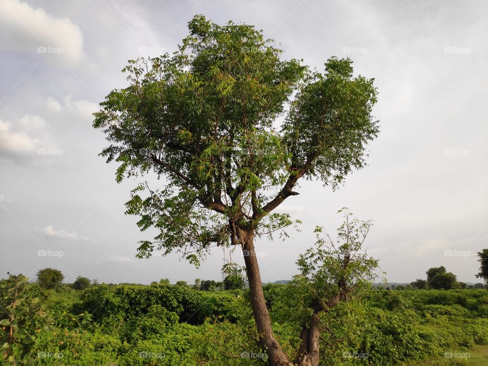 a image of neem tree