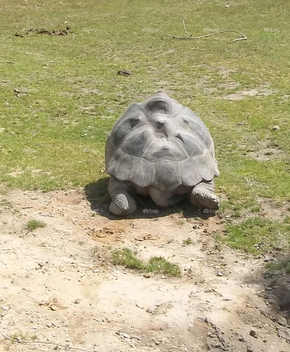 tortoise