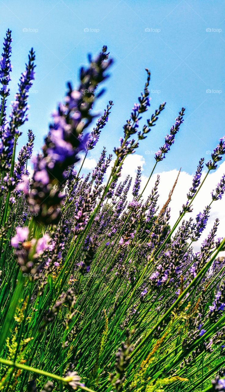 Flower, Nature, Lavender (Flower), Lavender Color, Flora