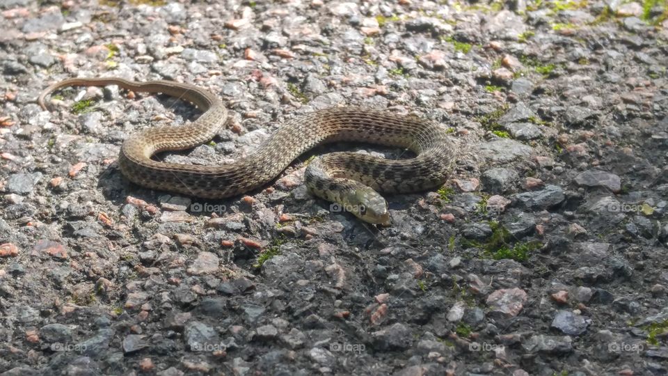 snake on path