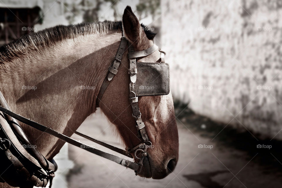 Close-up of horse eye patch