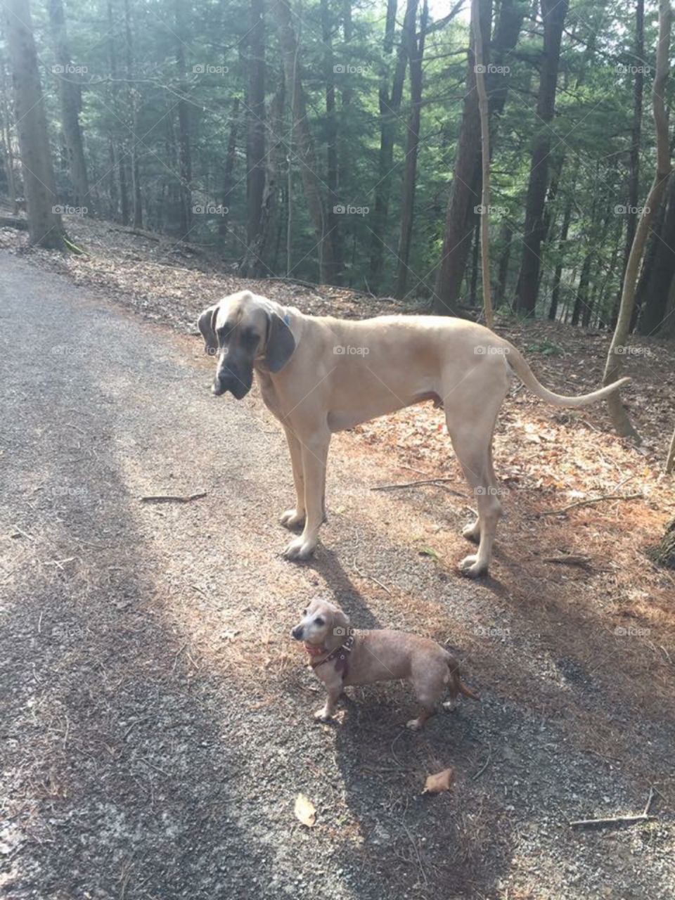 Big dog and small dog on forest trail
