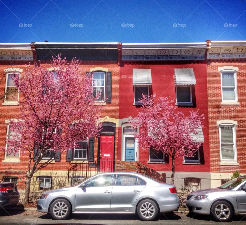 Joy Spring