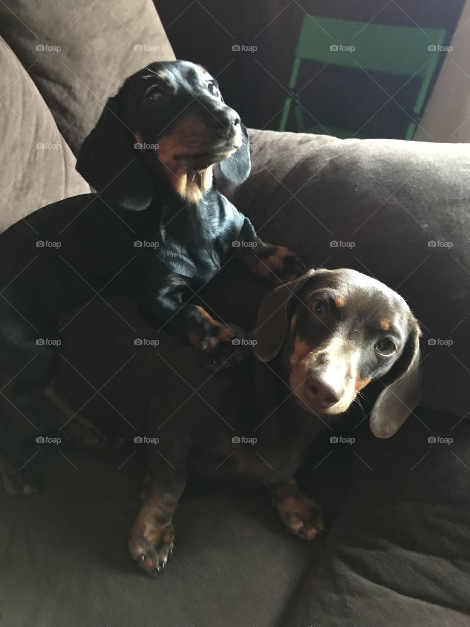 spoiled dachshunds 