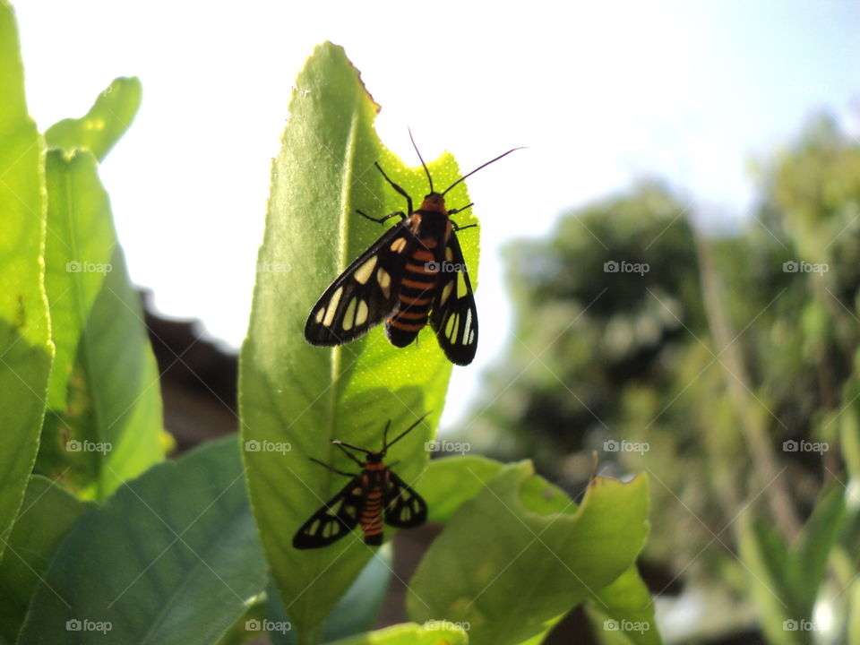 insects perch on green leaves