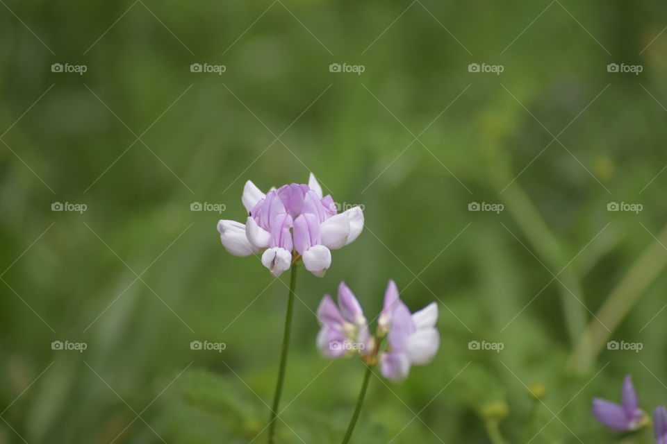 Close-up of pink flower