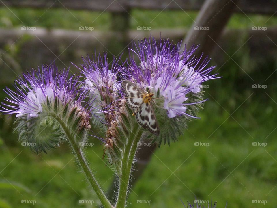 Insekt auf Wildpflanze