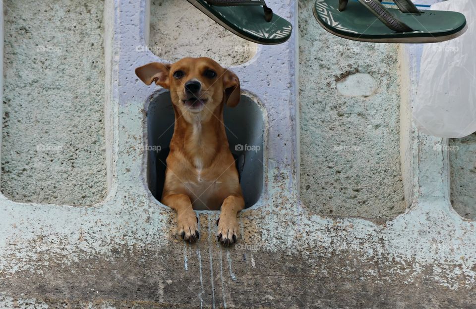 Dog in the concrete block window - Fun animals and pets - Two of the most popular pets are dogs and cats. Others include farm animals and rescued animals